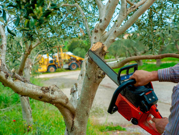 Best Tree Root Removal  in Sa Loma, CA